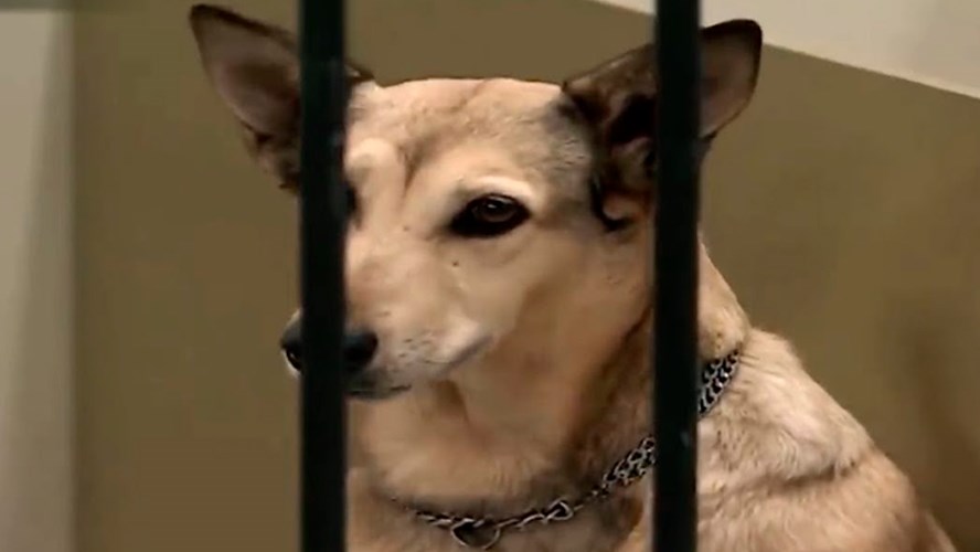 Ser amado Fahrenheit Medio La trágica muerte de Fatiga, el perro de los Argento - Entretenimientos - mitelefe.com Ser amado Fahrenheit Medio La trágica muerte de Fatiga, el perro de los Argento - Entretenimientos - mitelefe.com