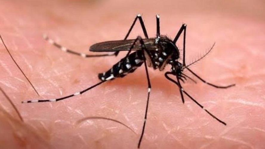 Alerta en China por caso de dengue y peste bubónica